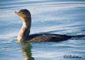 Phalacrocorax auritus